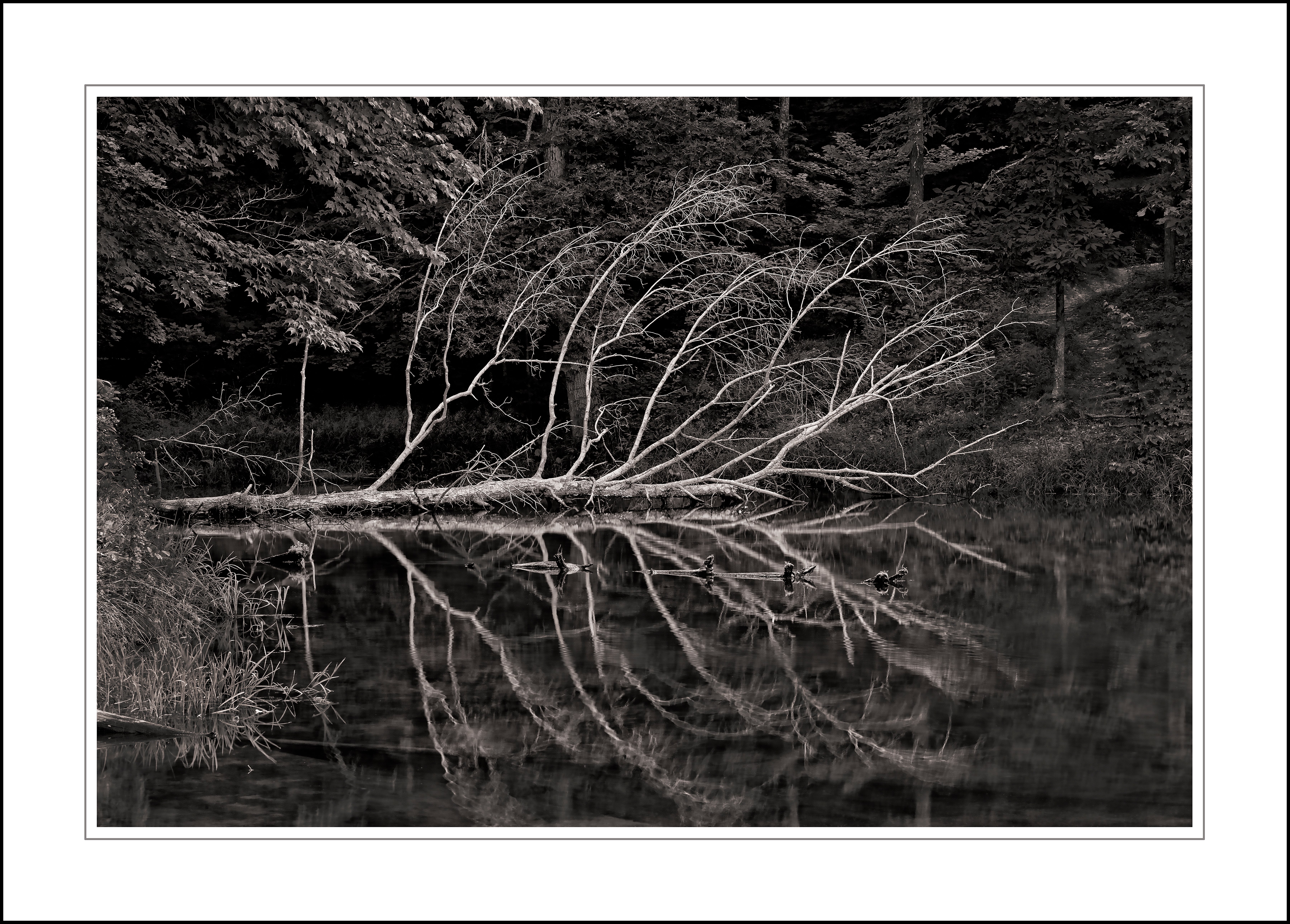tree in water 0603Nik- R _ B & W matt copy